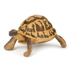 PAPO - TORTUE D'HERMANN #50264